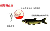 鰓隱鞭蟲(chóng)病