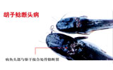 胡子鯰斷頭病