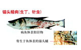 錨頭鳋?。ㄉ?、真蟲(chóng)）