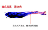斑點(diǎn)叉尾鲴潰瘍病