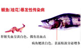 鱖魚(yú)（桂花）