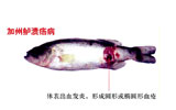 加州鱸潰瘍病