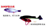 加州鱸腸炎病