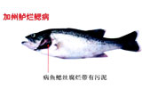 加州鱸爛鰓病