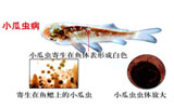 小瓜蟲(chóng)病
